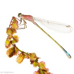 MYN Blue-Tailed Damselfly - Ischnura elegans rufescens 1 